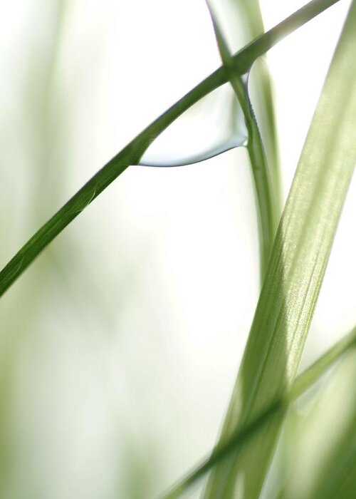 Blade Of Grass Greeting Card featuring the photograph A single dew drop by Ulrich Kunst And Bettina Scheidulin