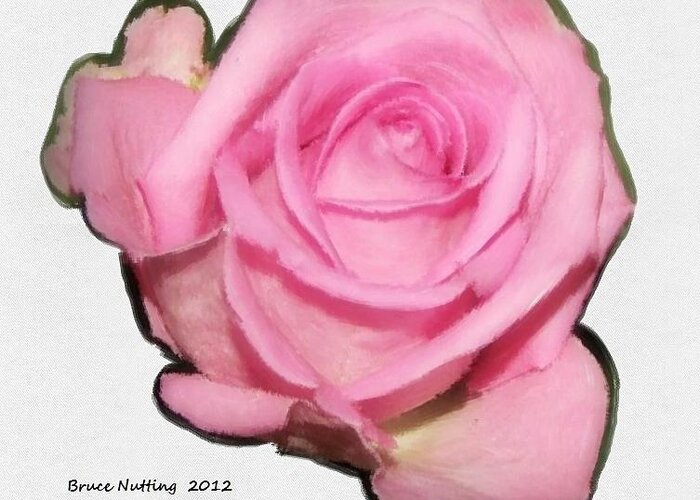 Flower Greeting Card featuring the painting A Single Pink Rose by Bruce Nutting