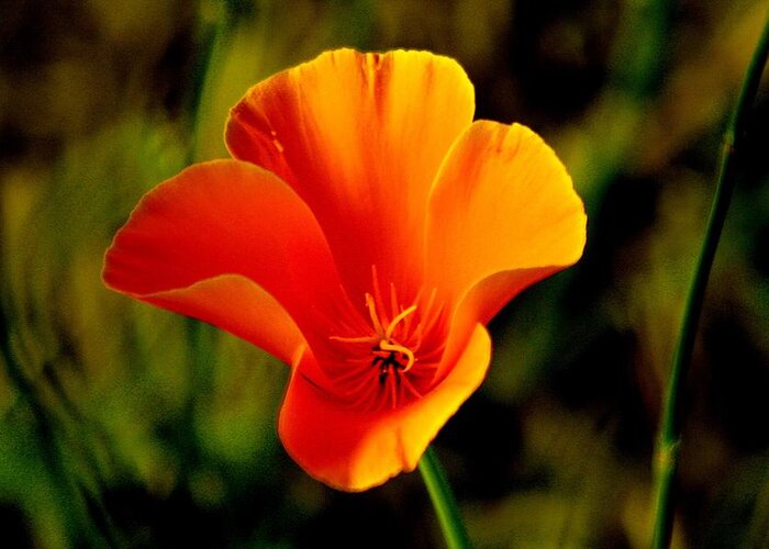 Flower Greeting Card featuring the digital art A Single Poppy by Joseph Coulombe