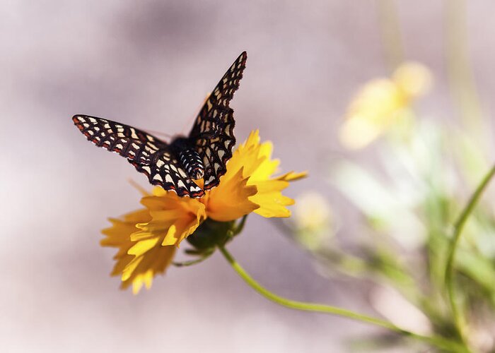 Butterfly Greeting Card featuring the photograph A Sip of Coreopsis by Caitlyn Grasso