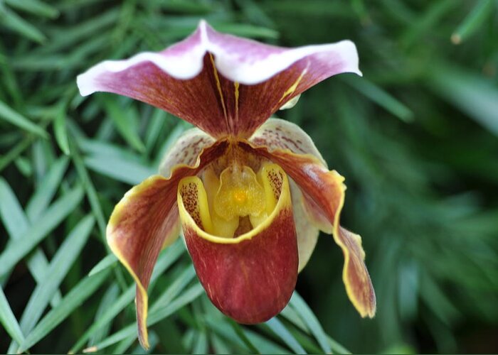 Lady Slipper Orchid Greeting Card featuring the photograph A slipper beauty by Sue Morris