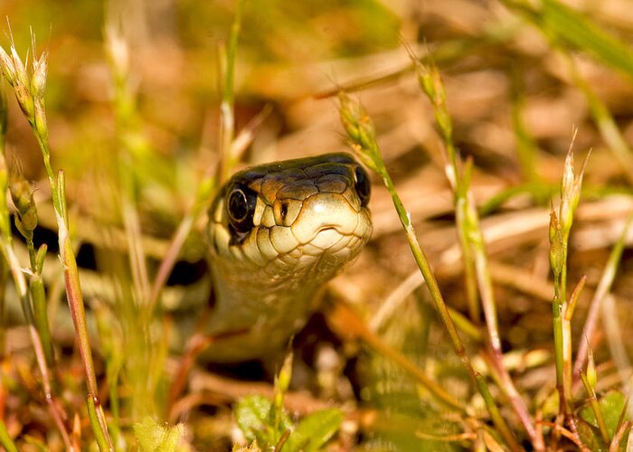 Snakes Greeting Card featuring the photograph A Snake in the Grass by Peggy Collins