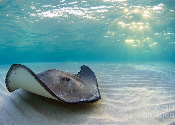Stingray Greeting Card featuring the photograph A Southern Stingray by Alex Mustard