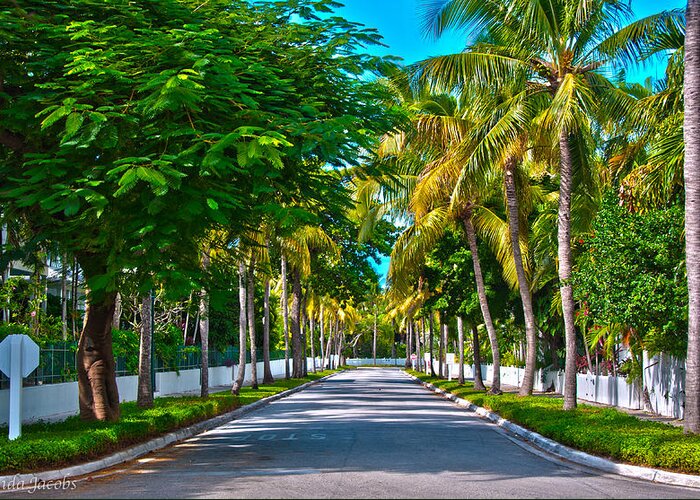 Florida Greeting Card featuring the photograph A Street of Palms by Brenda Jacobs