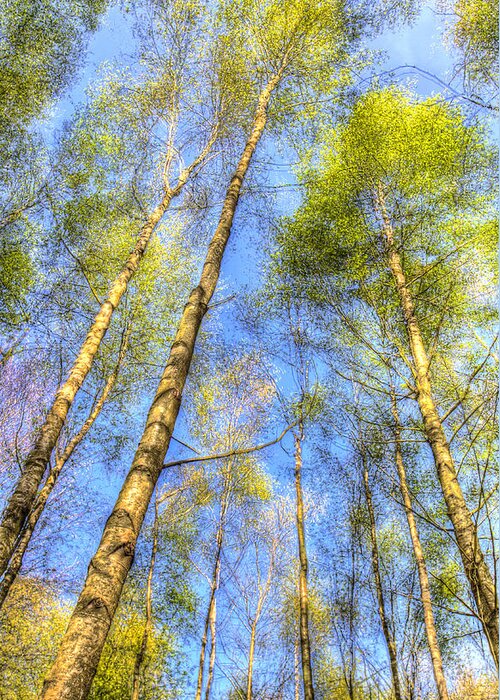 Forest Greeting Card featuring the photograph A Summer Forest by David Pyatt