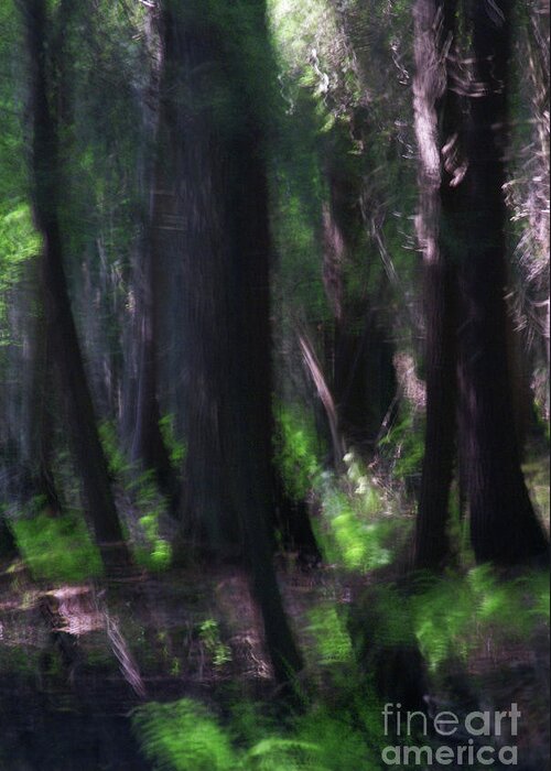 Forest Greeting Card featuring the photograph A Thin Veil by Linda Shafer