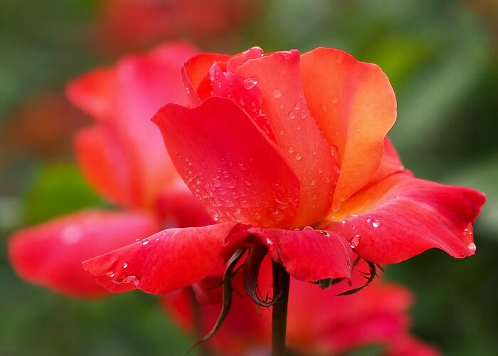 Roses Greeting Card featuring the photograph A Tintinara Rose in the Rain by Rona Black