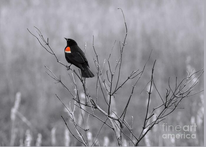 Red-winged Blackbird Greeting Card featuring the photograph A Touch of Red by Jayne Carney