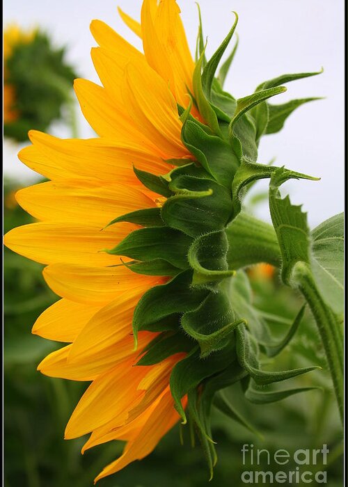 Sunflowerfield Greeting Card featuring the photograph A Touch of Shyness by Dora Sofia Caputo
