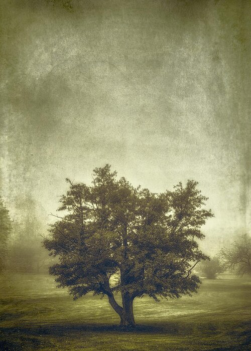 Tree Greeting Card featuring the photograph A Tree in the Fog 2 by Scott Norris