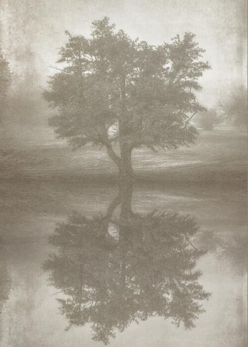 Tree Greeting Card featuring the photograph A Tree in the Fog 3 by Scott Norris