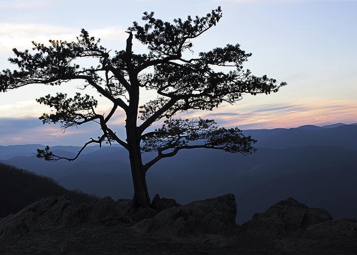 Tree Greeting Card featuring the photograph A Tree of Mountains by Kari Watson
