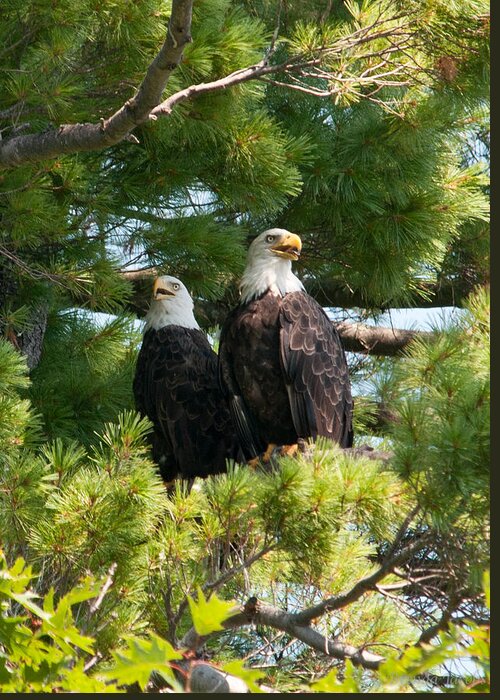 Bald Eagle Greeting Card featuring the photograph A Watchful Pair by Brenda Jacobs