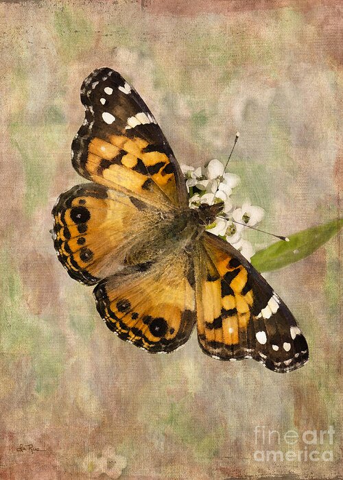 Butterfly Greeting Card featuring the photograph A Whisper of Wings by Betty LaRue