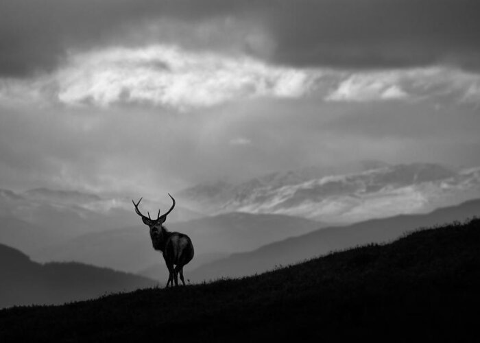 Stag Silhouette Greeting Card featuring the photograph Above The Glens by Gavin Macrae