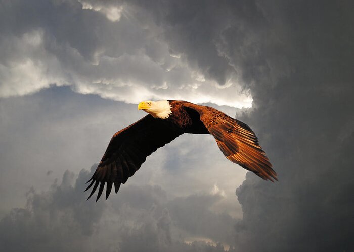 Bald Eagle Greeting Card featuring the photograph Above the Storm by Jai Johnson