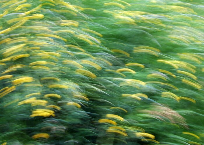 Spring Greeting Card featuring the photograph Abstract blurred flower meadow in spring by Matthias Hauser