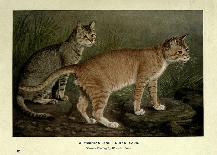 Manx Greeting Card featuring the painting Abyssinian and Indian Cats by Philip Ralley