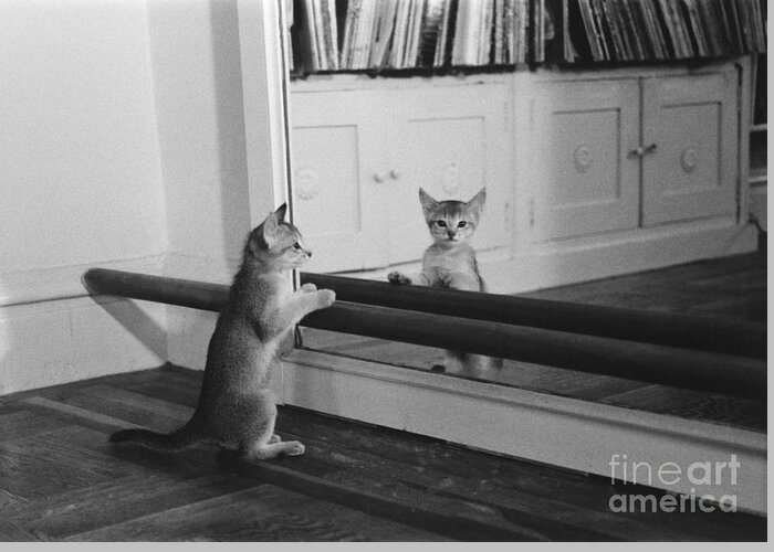 Animal Greeting Card featuring the photograph Abyssinian Kitten In Dance Studio by Joan Baron