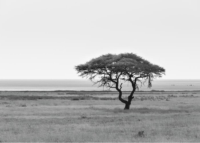 Steppe Greeting Card featuring the photograph Acacia, In The Back The Etosha Pan by Moritz Wolf