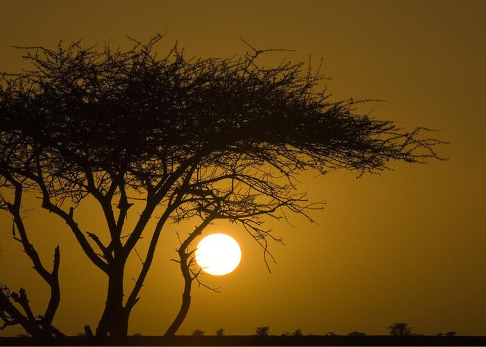 Acacia Greeting Card featuring the photograph Acacia Tree In Desert At Sunset by Jake Norton
