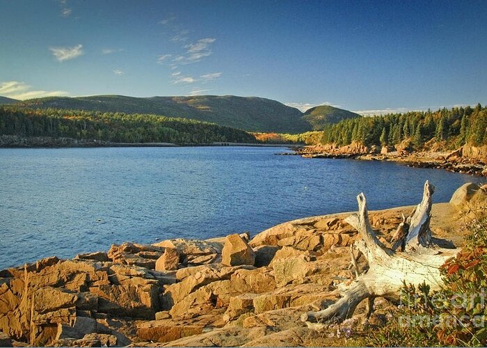 Acadia National Park Greeting Card featuring the photograph Acadia Otter Cove by Alana Ranney