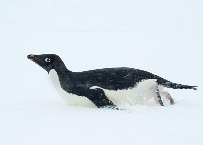 534749 Greeting Card featuring the photograph Adelie Penguin Tobogganing Antarctica by Kevin Schafer