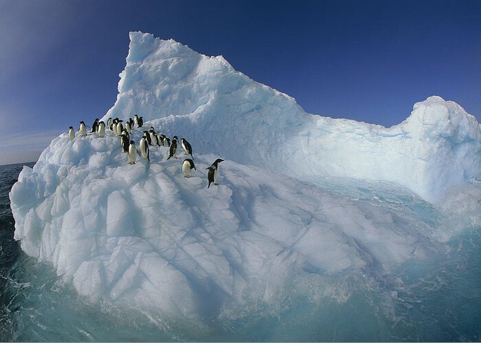 Feb0514 Greeting Card featuring the photograph Adelie Penguins On Sculpted Iceberg by Colin Monteath