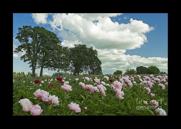 Pacific Greeting Card featuring the photograph Adleman's Peony Fields by Nick Boren