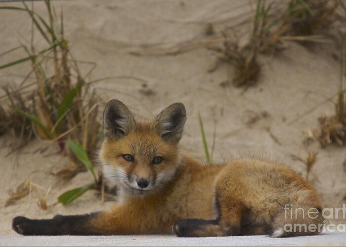 Fox Greeting Card featuring the photograph Adorable Baby Fox by Amazing Jules