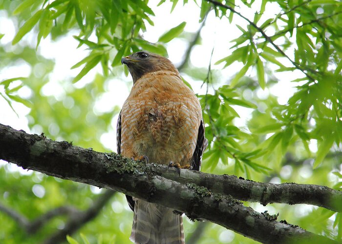 Red Shouldered Hawk Greeting Card featuring the photograph Adult Red Shouldered Hawk by Jai Johnson