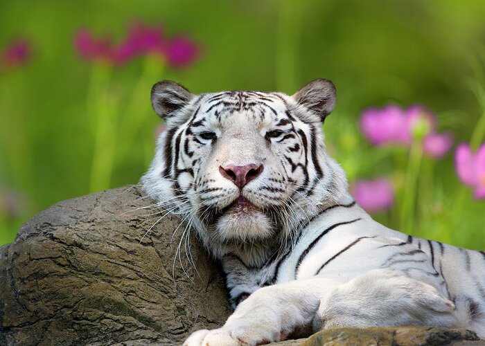 White Tiger Greeting Card featuring the photograph Adult White Tiger by Dean Fikar