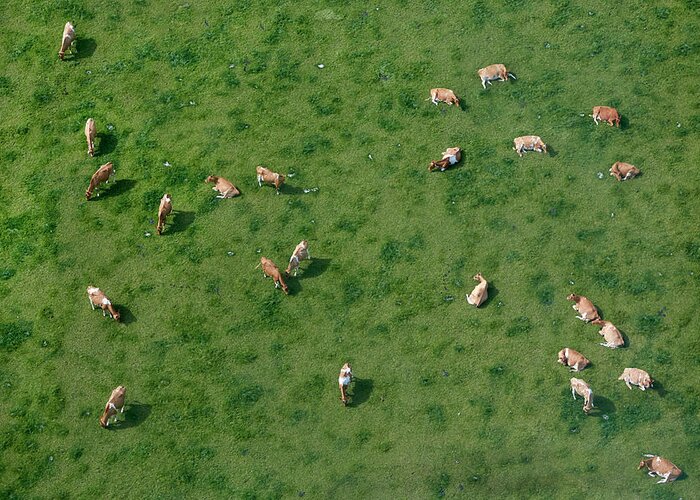 Animal Themes Greeting Card featuring the photograph Aerial View Of Cows Grazing by Allan Baxter