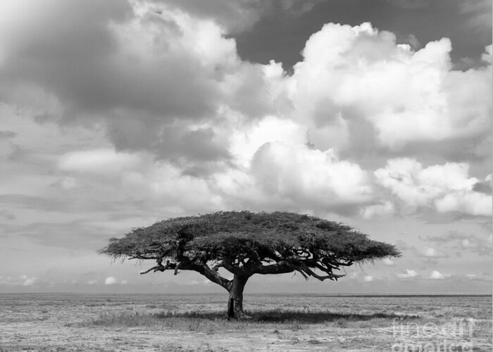 Tree Greeting Card featuring the photograph African Acacia Tree by Chris Scroggins
