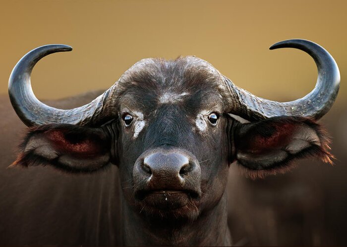 Buffalo Greeting Card featuring the photograph African buffalo Cow Portrait by Johan Swanepoel
