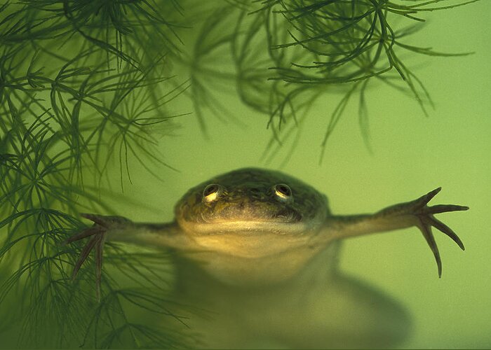 Feb0514 Greeting Card featuring the photograph African Clawed Frog by Heidi & Hans-Juergen Koch