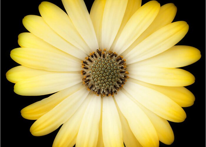 Daisy Greeting Card featuring the photograph African Daisy by Patty Colabuono