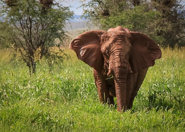 Namibia Greeting Card featuring the photograph African Desert Elephant by Gregory Daley MPSA