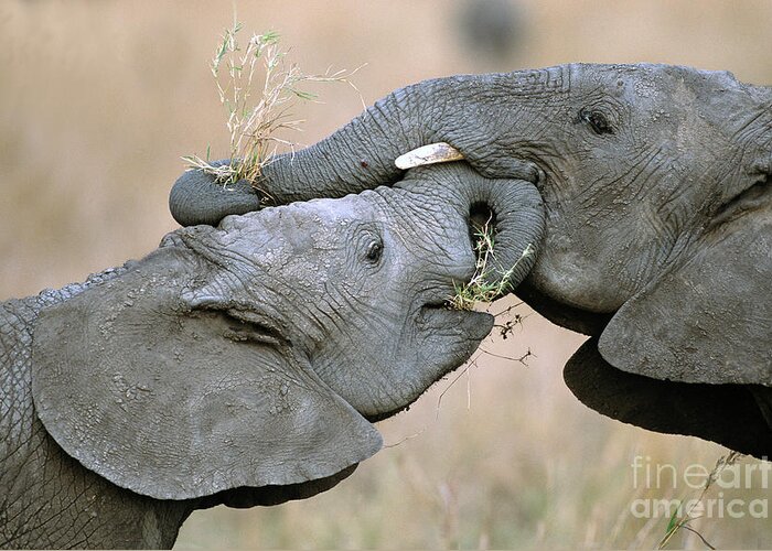 00344808 Greeting Card featuring the photograph African Elephant Calves Playing by Yva Momatiuk and John Eastcott