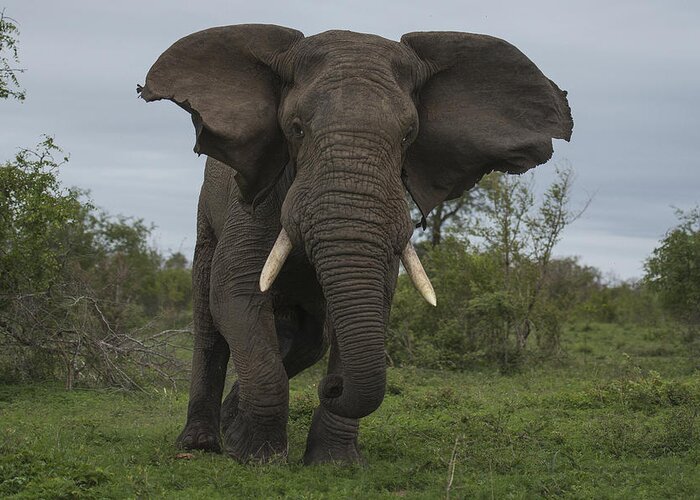 Sergey Gorshkov Greeting Card featuring the photograph African Elephant Charging Sabi-sands by Sergey Gorshkov