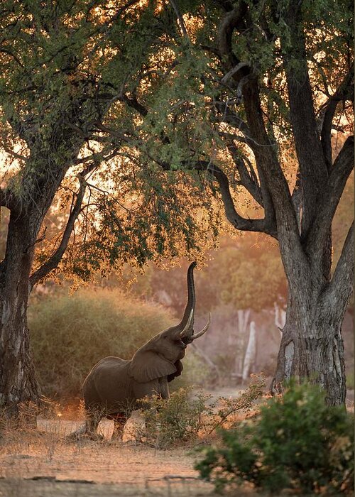 Africa Greeting Card featuring the photograph African Elephant Feeding At Dawn by Tony Camacho