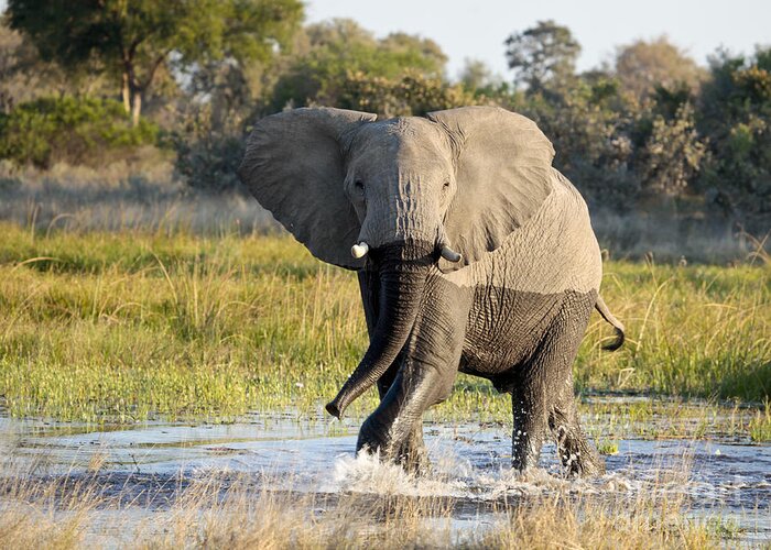 African Elephant Greeting Card featuring the photograph African Elephant mock-charging by Liz Leyden
