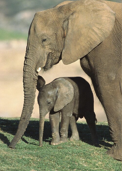Feb0514 Greeting Card featuring the photograph African Elephant Mother And Calf by San Diego Zoo