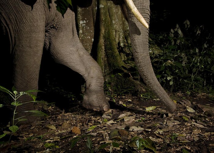 Sebastian Kennerknecht Greeting Card featuring the photograph African Elephant Night Walk Kibale Np by Sebastian Kennerknecht