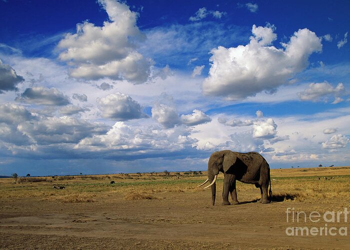00344759 Greeting Card featuring the photograph African Elephant Walking in Masai Mara by Yva Momatiuk John Eastcott