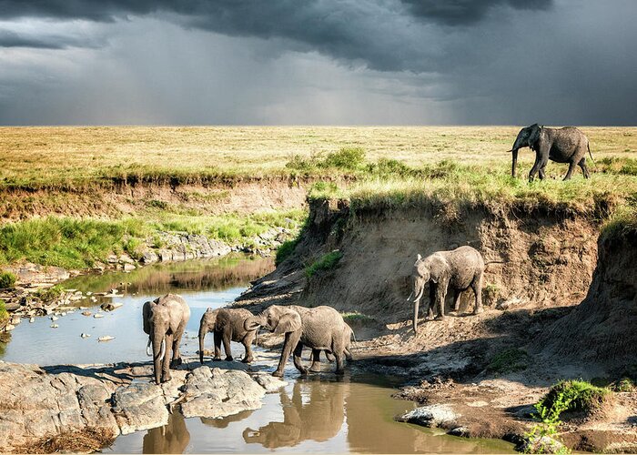 Scenics Greeting Card featuring the photograph African Elephants Crossing A River by Mike Hill