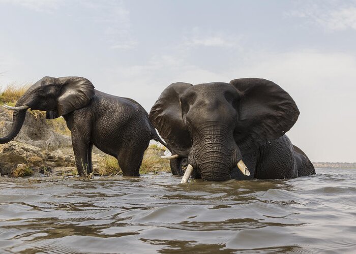 Vincent Grafhorst Greeting Card featuring the photograph African Elephants In The Chobe River by Vincent Grafhorst