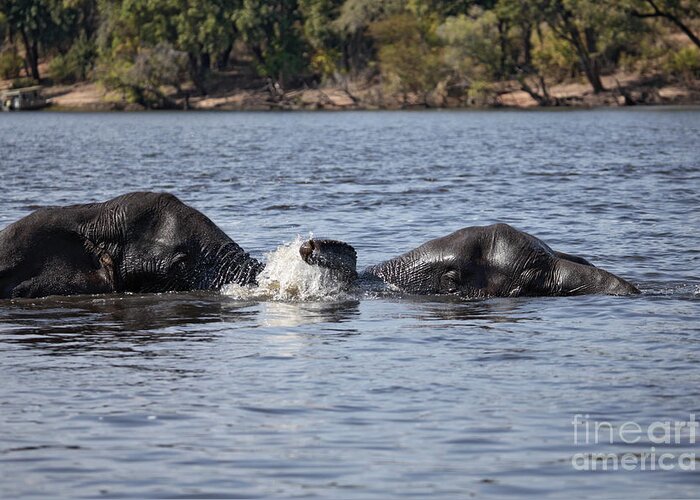 Two African Elephants Greeting Card featuring the photograph African Elephants swimming in the Chobe River Botswana by Liz Leyden