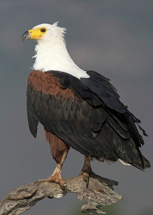Africa Greeting Card featuring the photograph African Fish Eagle by Tony Camacho