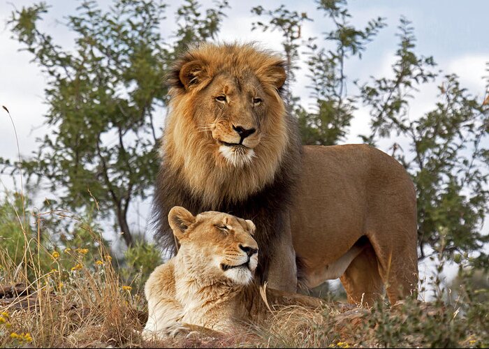 Nis Greeting Card featuring the photograph African Lion And Lioness Botswana by Erik Joosten